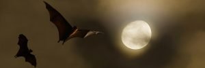 flying bats