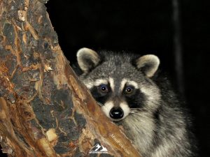 Racoon in apple tree