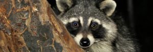 racoon in apple tree