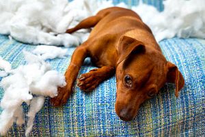 exhausted dog on a couch after tearing up pillow