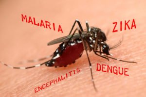 mosquito carrying disease