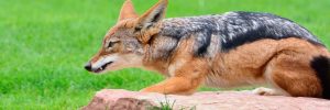 crouched coyote on a red rock on grass