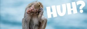 monkey scratching its head