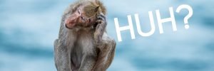 monkey scratching its head