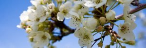 May flowers housing market trends