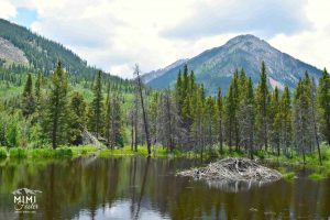 Beaver damn in Colo mountains