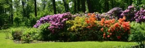 June flowers housing market predictions