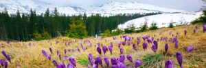 Housing Market report March flowers and snowy mtns